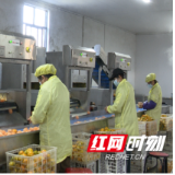 非凡“十四五”·溆浦答卷｜溆浦县：全产业链赋能 柑橘成乡村振兴“黄金果”