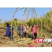 双井镇：甘蔗迎丰收   铺就甜蜜致富路