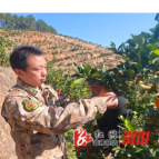 沿溪乡:民兵援手忙采收 脐橙飘香暖民心