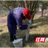 溆浦：寒冬护绿在行动 城区树木“穿新衣”