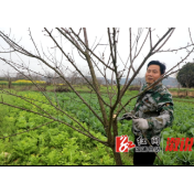 果农修剪忙 春管蓄力盼丰收