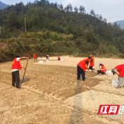 三江镇石牛寨村:抢抓农时种百合 特色种植铺就乡村振兴路