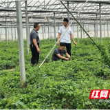 溆浦黄姜产业迎专家“对症开方”
