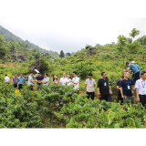 从“山中草”到“致富花”——南方山银花产业产销对接大会观察