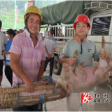 县残联:“阳光增收”项目助力百名残疾人稳产增收