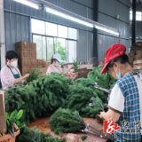 深山仿真花漂洋出海 特色产业铺就乡村振兴致富路