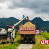 稻浪飘香 水东镇中稻迎丰收 机械化助力颗粒归仓