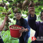 龙庄湾乡：五千亩高山猕猴桃喜获丰收