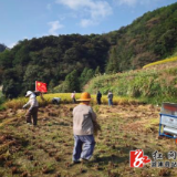 党群同心抢秋收 稻谷归仓暖民心——深子湖镇圣人山村党群服务中心组织党员群众为特困老人抢收稻谷