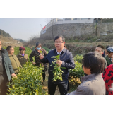 湖南省农科院茶叶专家赴凤凰茶区助推茶叶生产