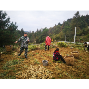 凤凰县审计局：落实驻村工作 助推乡村振兴