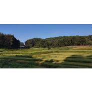 驻村日记丨《化眉四季·秋》