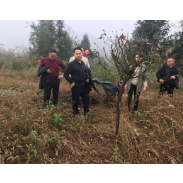 石绍峰到凤凰县沱江镇坪里村调研黄金茶产业发展情况
