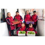 凤凰县箭道坪小学凤凰路校区：小小种植角 劳动助成长