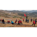 凤凰县禾库安置区完成200亩桑苗栽植阶段工作