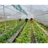 凤凰:加强春节期间农产品质量安全监测