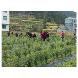 凤凰县千工坪镇胜花村：茶香溢 采茶忙
