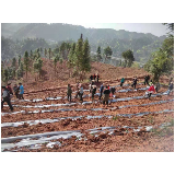 凤凰县沱江镇开展千亩黄金茶苦荞套种活动
