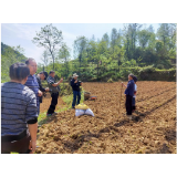 凤凰县禾库镇：抢抓晴好天气  满缸发展产业种植
