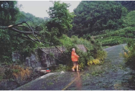凤凰县千工坪镇：大雨倒树阻通行 快速清障保畅通
