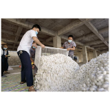凤凰县两林乡：发展蚕桑产业助力乡村振兴