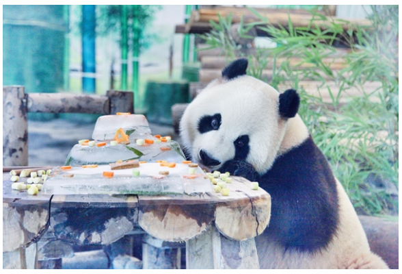 凤凰：七只大熊猫一起过生日  粉丝小朋友共同庆生