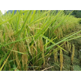 凤凰县农业农村局多措并举守耕地红线保粮食生产安全  ——稻谷香里喜庆中国农民丰收节