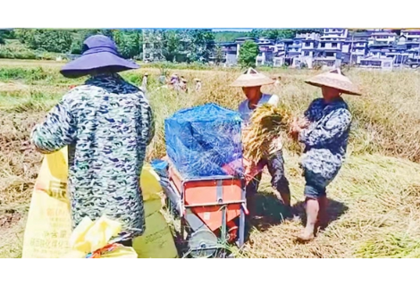 凤凰腊尔山镇：助农秋收显真情  志愿服务暖人心