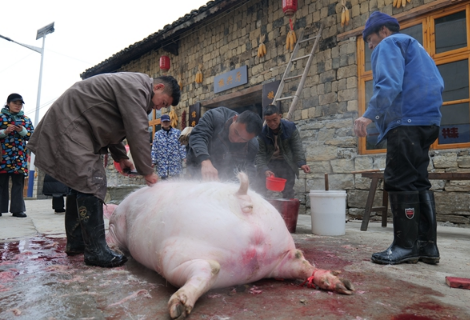 菖蒲塘村红色农家院：杀年猪，熏腊肉，土家苗寨年味浓