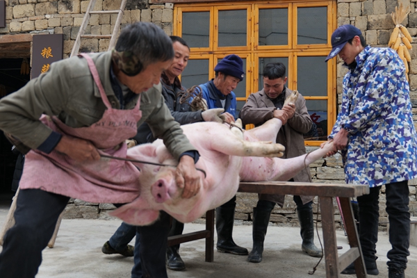 凤凰县菖蒲塘村红色农家院：杀年猪，熏腊肉，土家苗寨年味浓