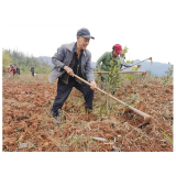 凤凰县：抛荒耕地“动”起来   春耕生产“忙”起来