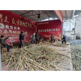 竹篱笆“围”出木江坪镇人居好环境