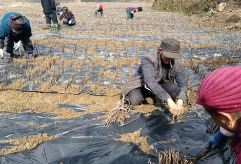 春耕繁忙，拓土开荒——凤凰县禾库镇全力推进土地抛荒治理力度促复垦复种
