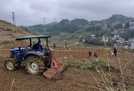 凤凰县沱江镇：种烟“老把式”带领村民奔小康