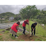 凤凰法院：助力乡村振兴 美化乡村环境