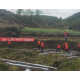 凤凰县烟办党员志愿服务助力烟叶生产