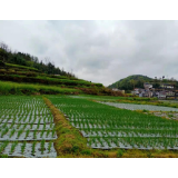 凤凰县廖家桥塘头村：发展香葱产业助推乡村振兴