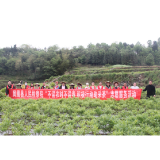 凤凰检察：“不误农时不误春 积极行动助采茶”党员志愿服务活动