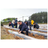 凤凰县烟叶移栽现场会在阿拉营镇召开
