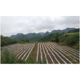 “小烟叶”带动“大产业”——凤凰县火炉坪村烟叶生产为乡村振兴赋能续航