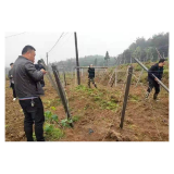 凤凰县两林乡：以思想大解放为引领 开展耕地“非粮化”集中整治行动