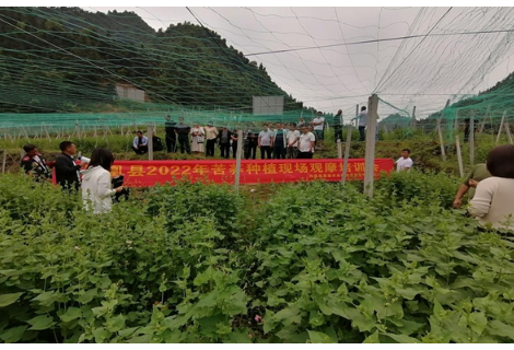全县苦荞种植现场会议在林峰乡召开