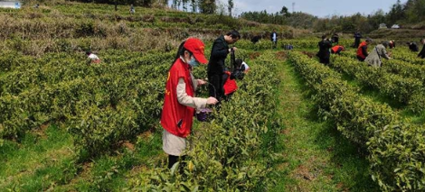 凤凰县乡村振兴局:不误农时不误春,干部采茶忙振兴