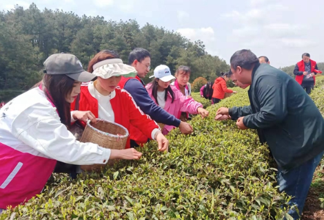 凤凰县发改局：不误农时 党员干部助农采春茶