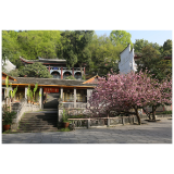 组图丨凤凰县文昌阁小学：樱花盛开 点缀百年校园