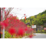 凤凰：碧桃花开 美如画
