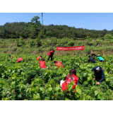 凤凰县发改局：开展民族团结进步创建助推乡村振兴主题活动