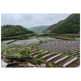 凤凰县聚焦“人、物、钱、技、效”五大要素推动烟叶大田移栽工作全面完成