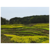 化眉四季·春