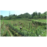 凤凰县沱江镇生态蔬菜产业好 “一村一品”助增收